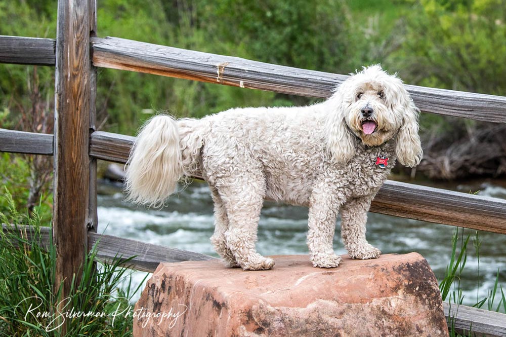 Vail Lifestyle Dog on Rock