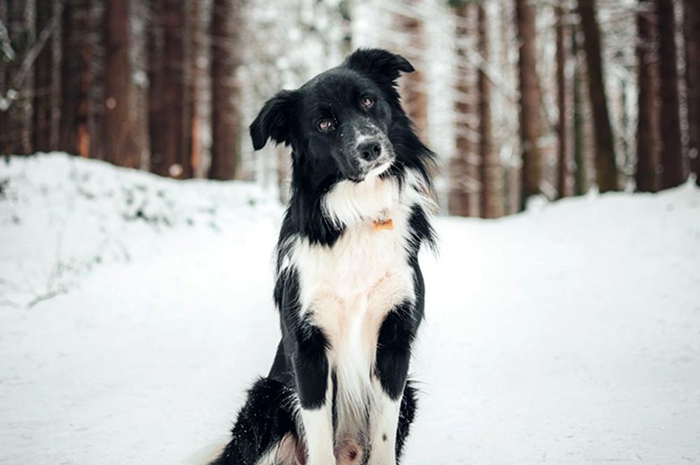 - Highline Vail Resort Vail Lifestyle Dog on Winter Trail